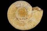 Perisphinctes Ammonite - Jurassic #100225-1